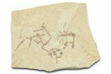 Crane Fly (Tipulidae) Mortality Plate - Green River Formation #360071-1